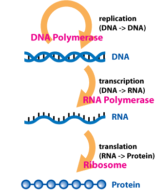 Dogme central de la biologie