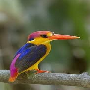 exotic bird
