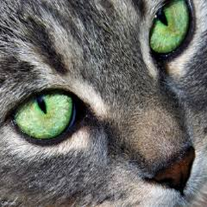chat
